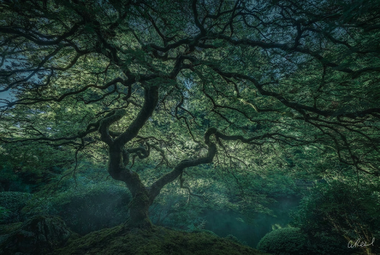 Ancient maple tree in a misty twilight garden
